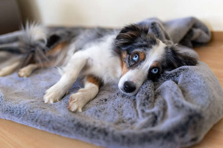 petlando Decke Alaska